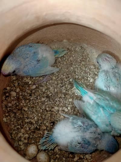 Rainbow Budgies