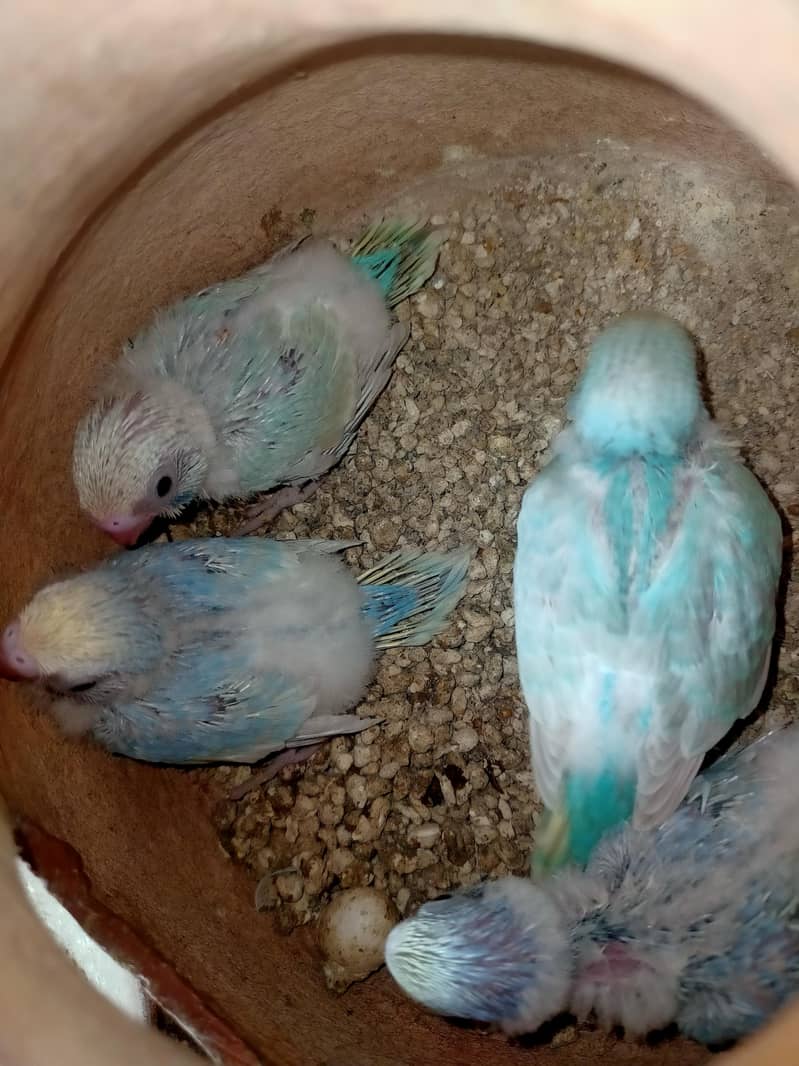 Rainbow Budgies 1