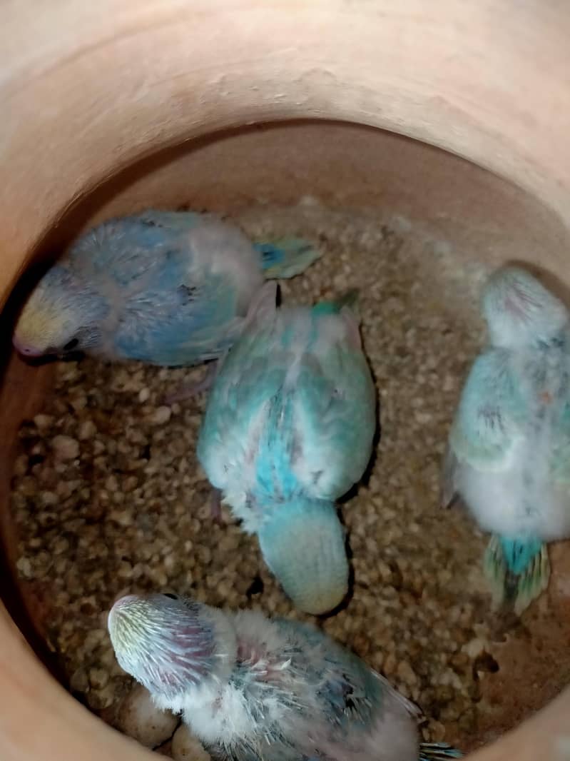Rainbow Budgies 2