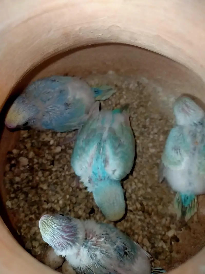 Rainbow Budgies — photo 3