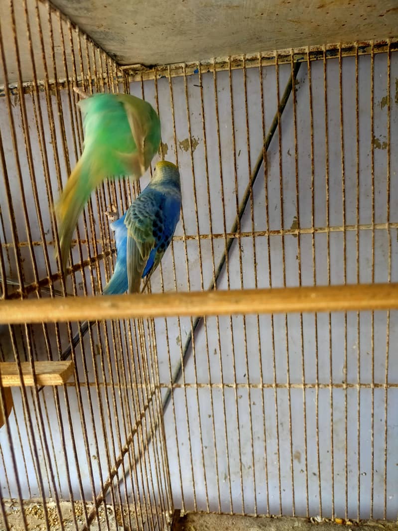 Rainbow Budgies 3