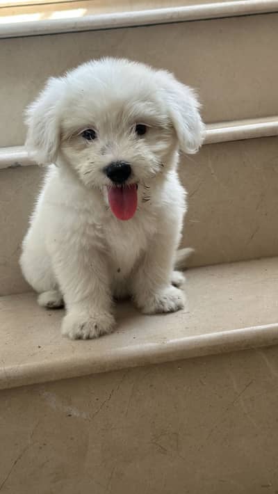 Shihtzu dog for sale / dogs for sale