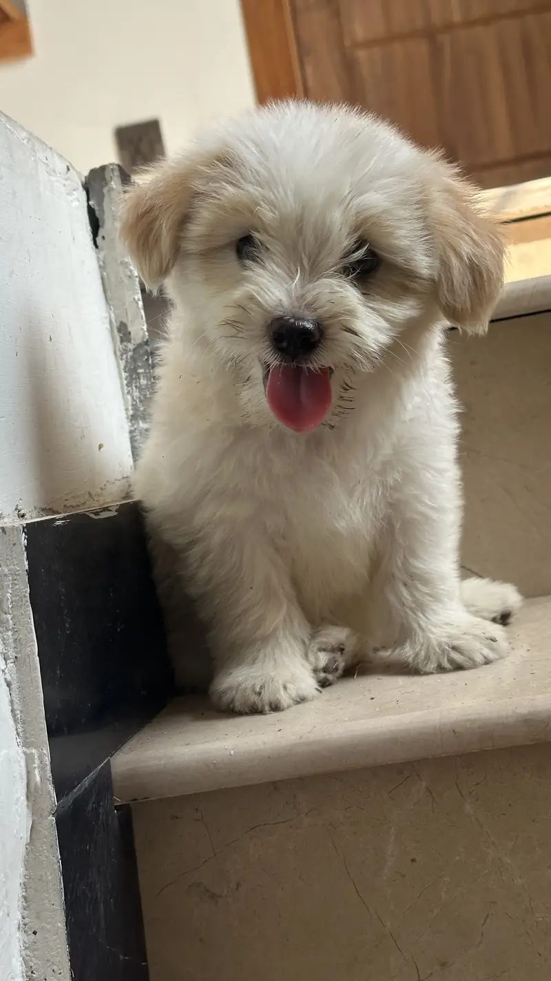 Shihtzu dog for sale / dogs for sale — photo 2