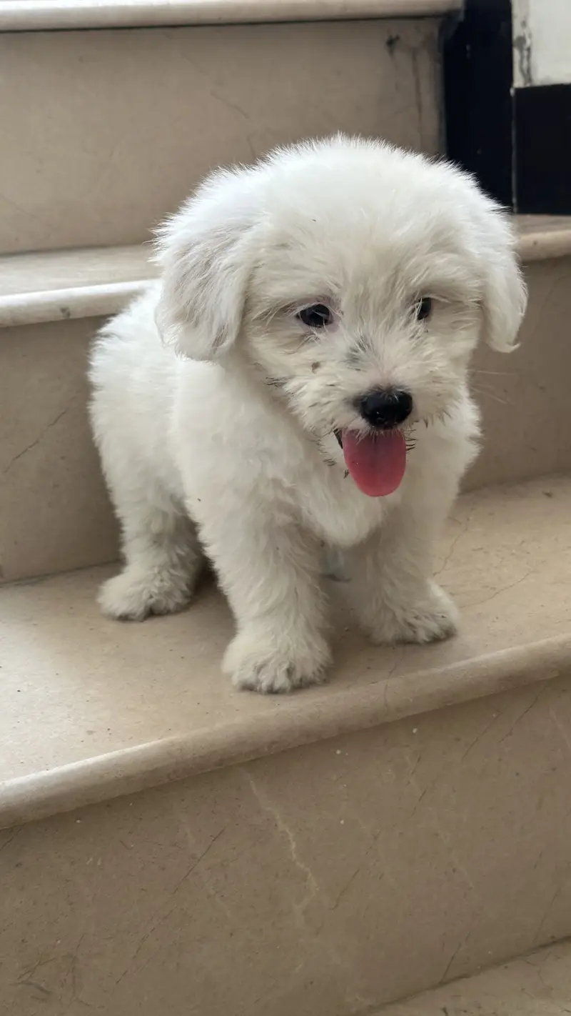 Shihtzu dog for sale / dogs for sale — photo 3