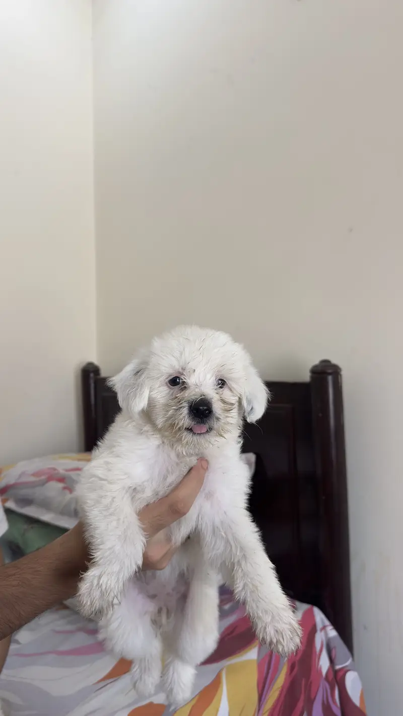 Shihtzu dog for sale / dogs for sale — photo 4