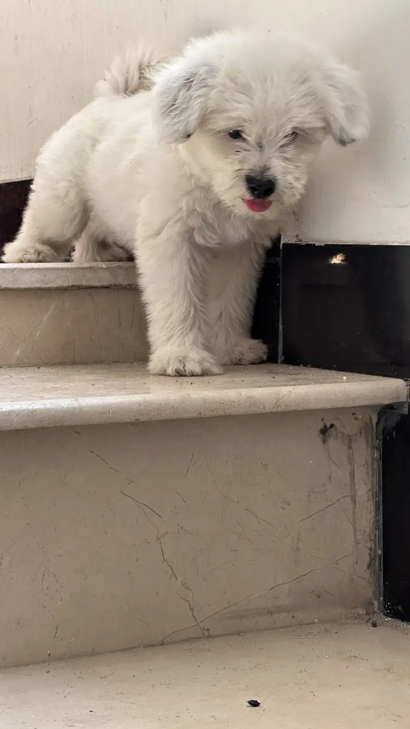 Shihtzu dog for sale / dogs for sale — photo 5