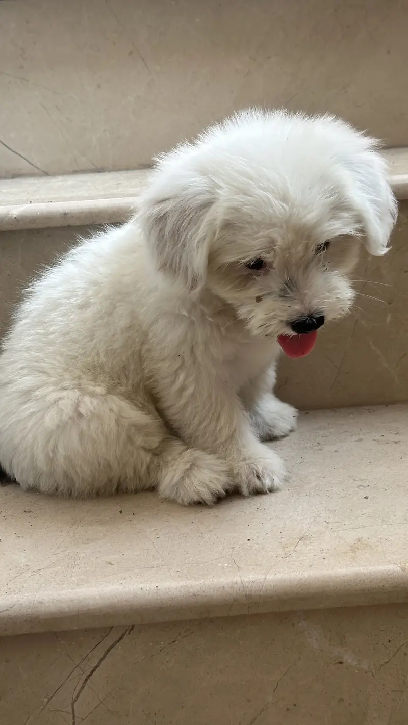 Shihtzu dog for sale / dogs for sale — photo 6