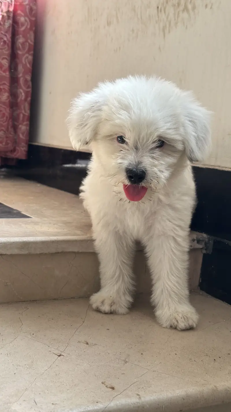 Shihtzu dog for sale / dogs for sale — photo 7