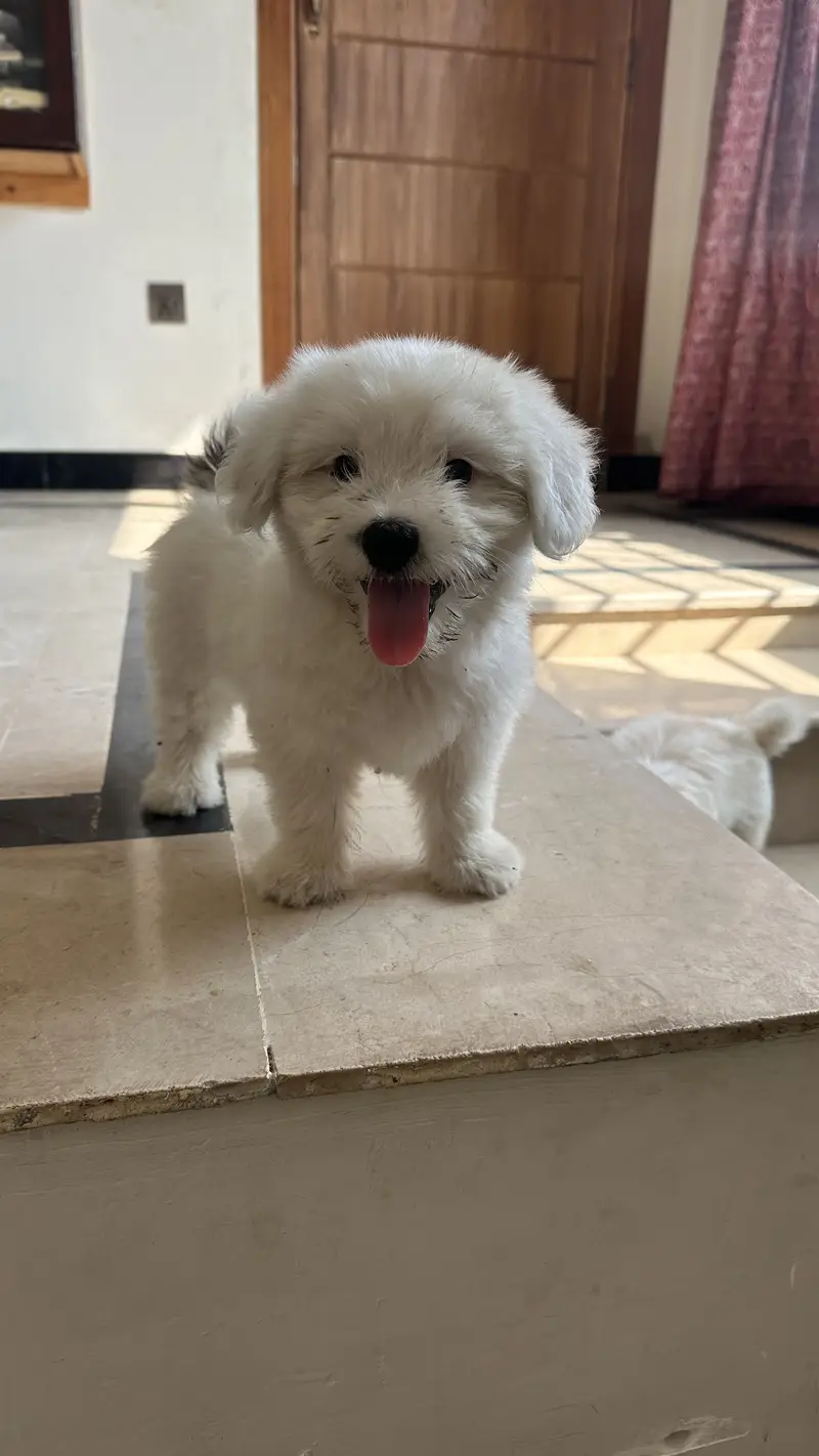 Shihtzu dog for sale / dogs for sale — photo 8