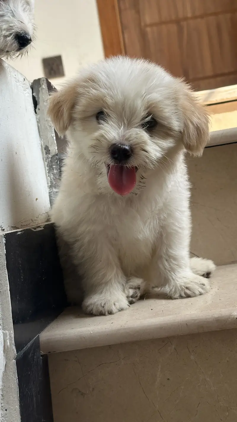 Shihtzu dog for sale / dogs for sale — photo 9