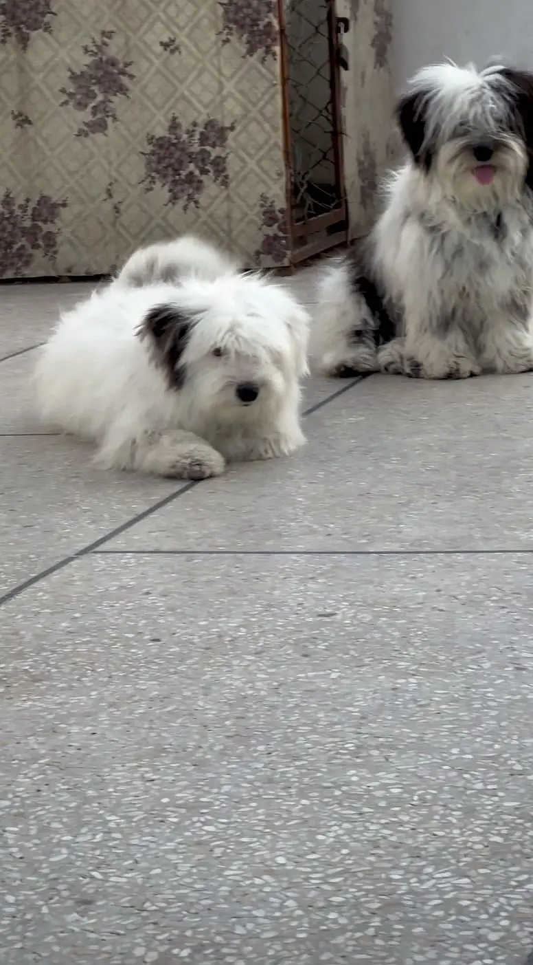 Shihtzu dog for sale / dogs for sale — photo 10