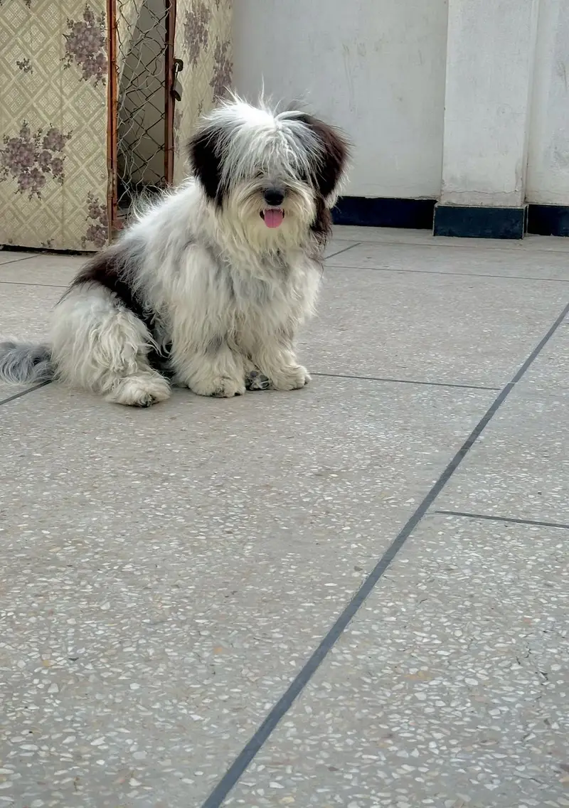 Shihtzu dog for sale / dogs for sale — photo 11