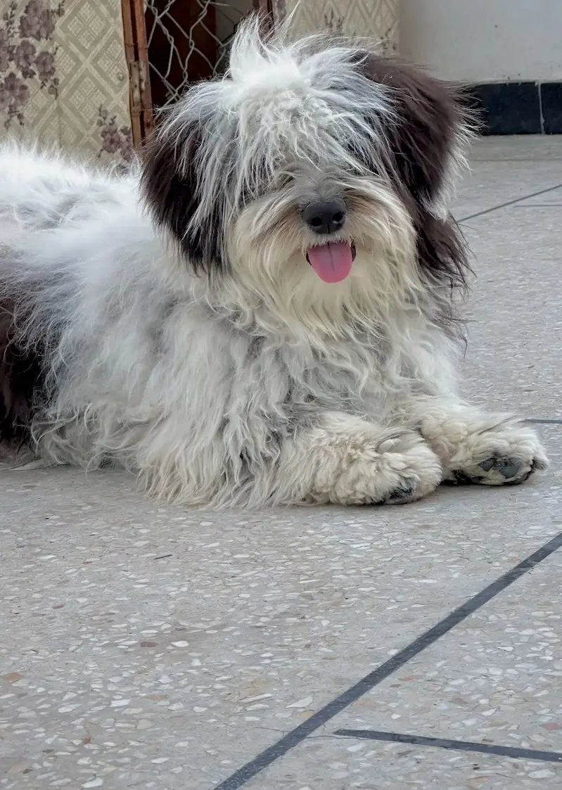 Shihtzu dog for sale / dogs for sale — photo 12