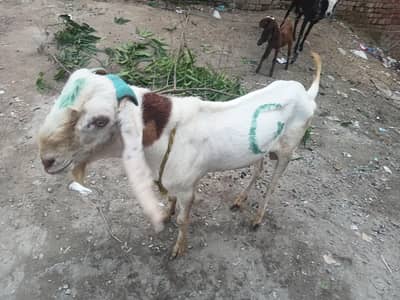 bakra for sale 2 dant ha or andal ha 03218493647