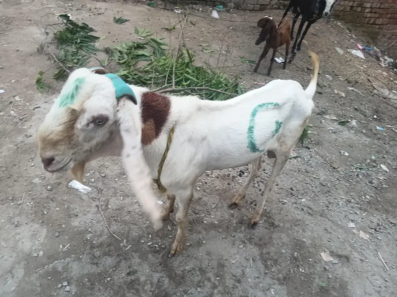 bakra for sale 2 dant ha or andal ha 03218493647