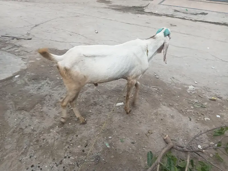 bakra for sale 2 dant ha or andal ha 03218493647 — photo 2
