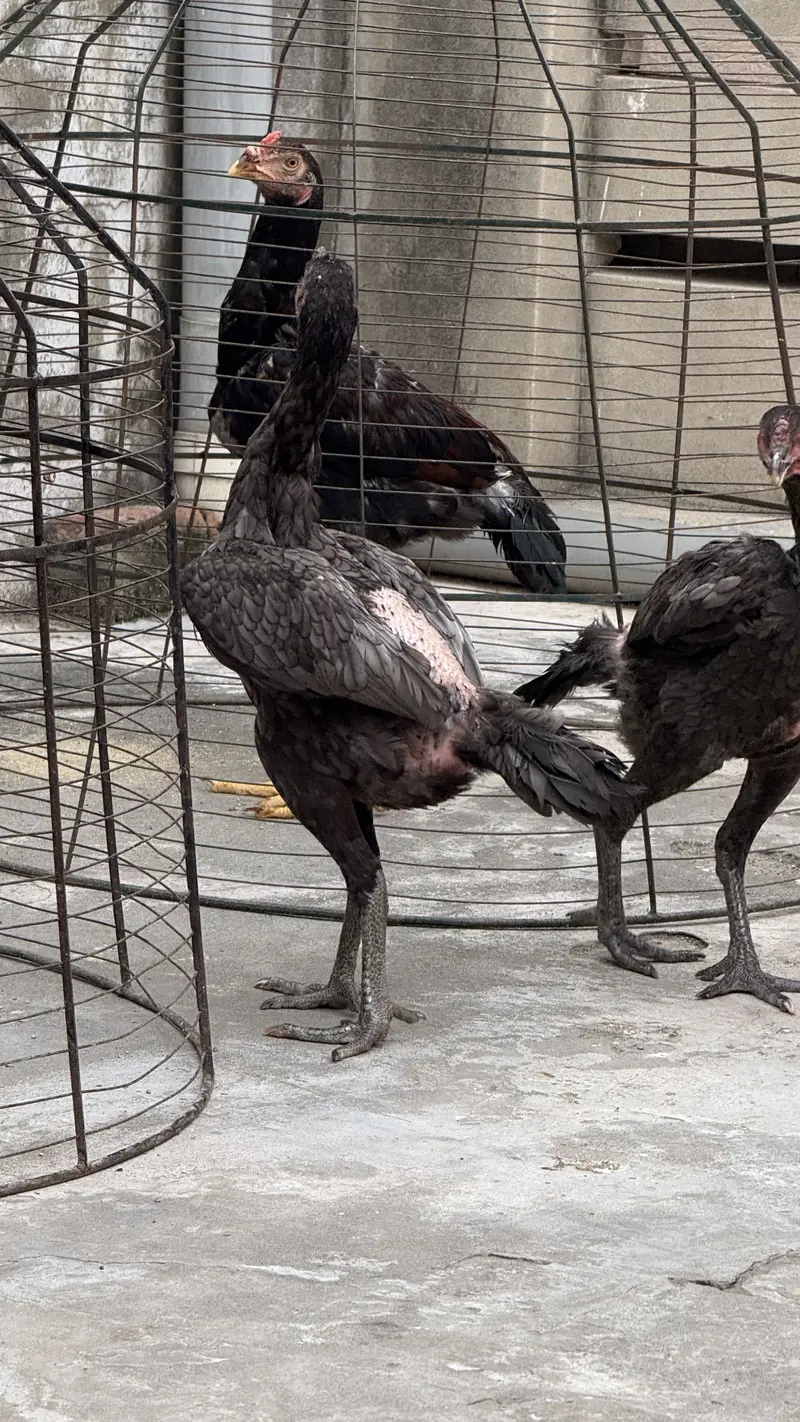 Thai aseel + turkish hint — photo 6