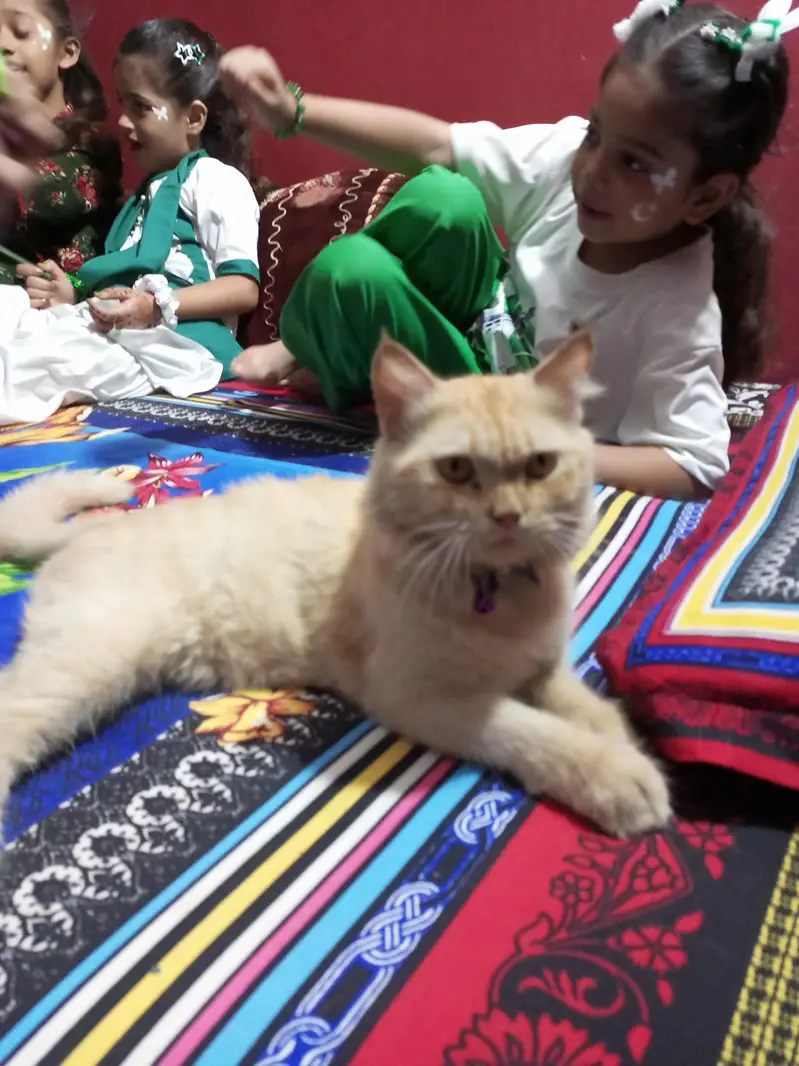 dol face persian — photo 2