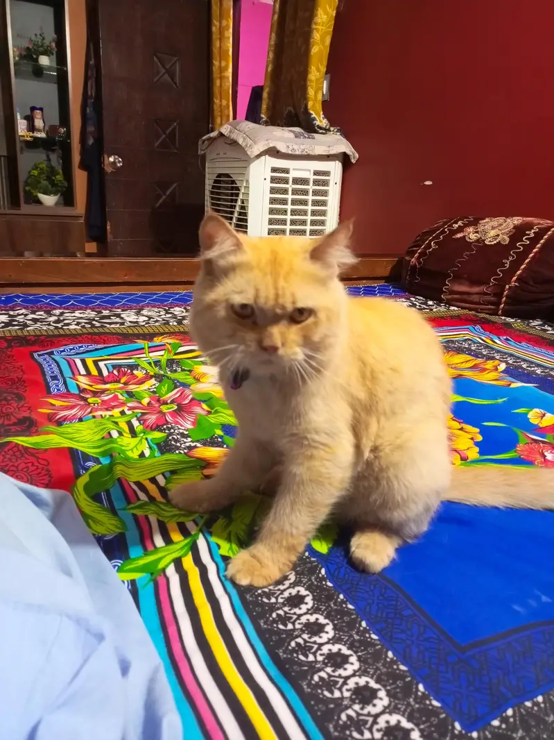 dol face persian — photo 3
