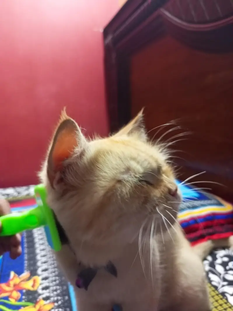 dol face persian — photo 5