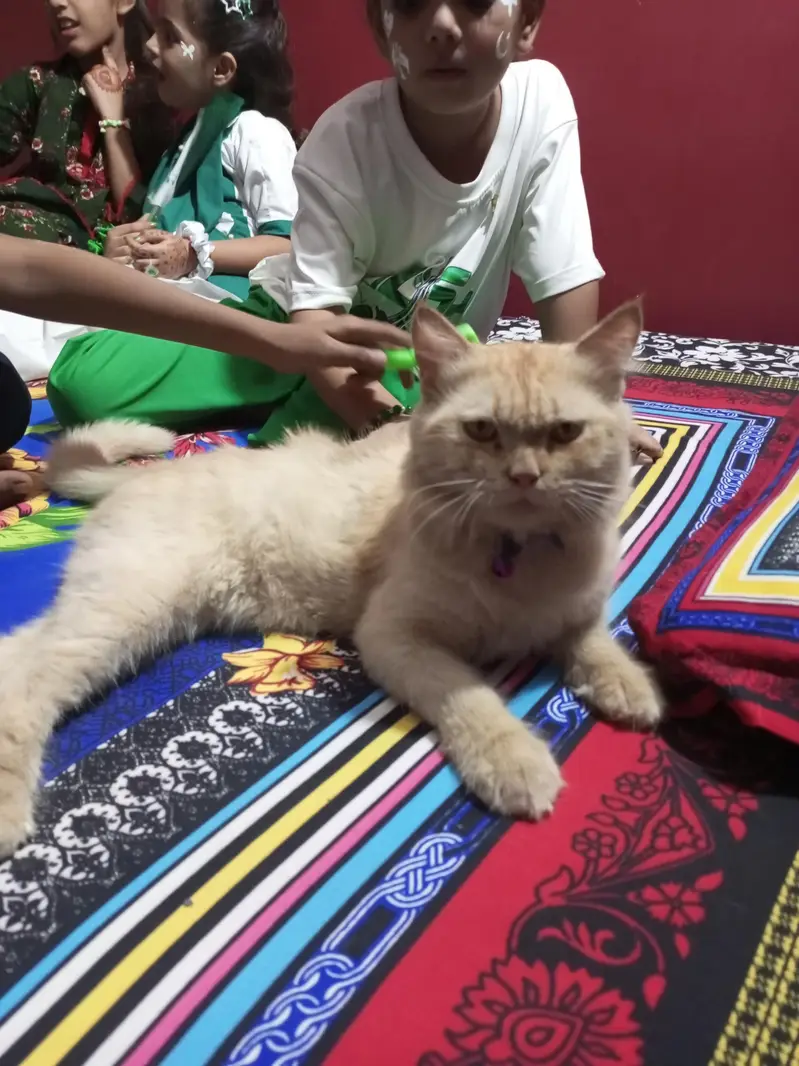 dol face persian — photo 6