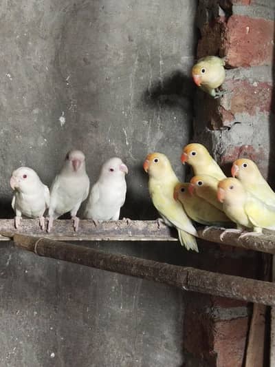 albino red eyes+ pastelino+ cremino +decino mobile #03320008659