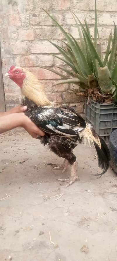Aseel  Male & Female for sale