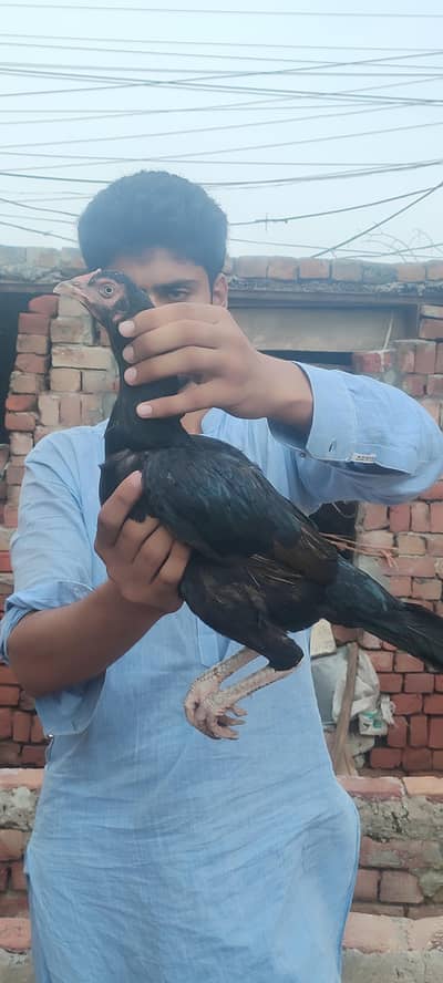 aseel hen / aseel mianwali breed / aseel madi