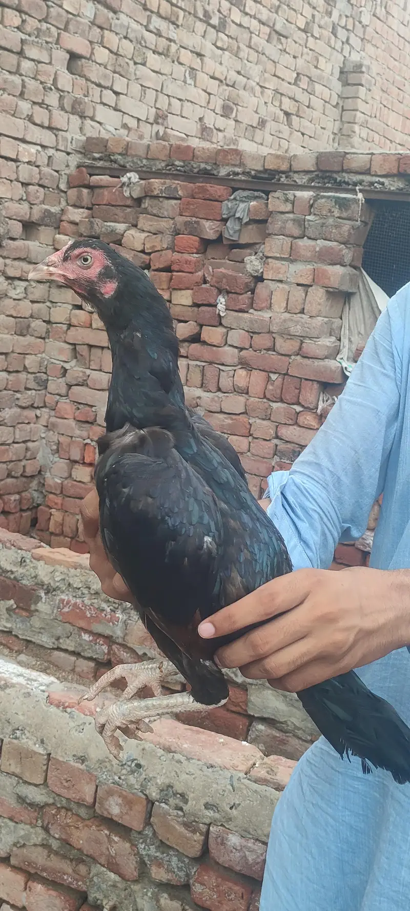 aseel hen / aseel mianwali breed / aseel madi — photo 2
