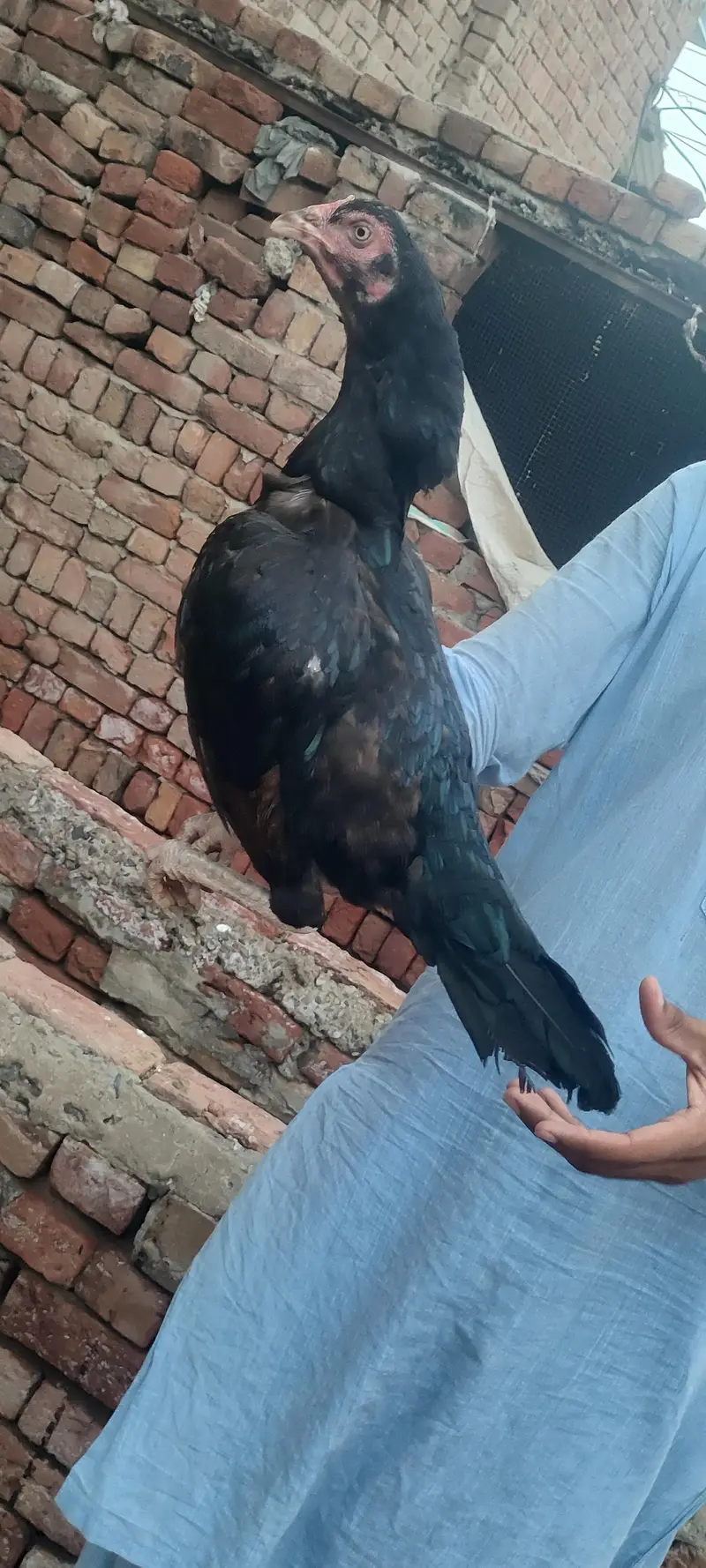 aseel hen / aseel mianwali breed / aseel madi — photo 3