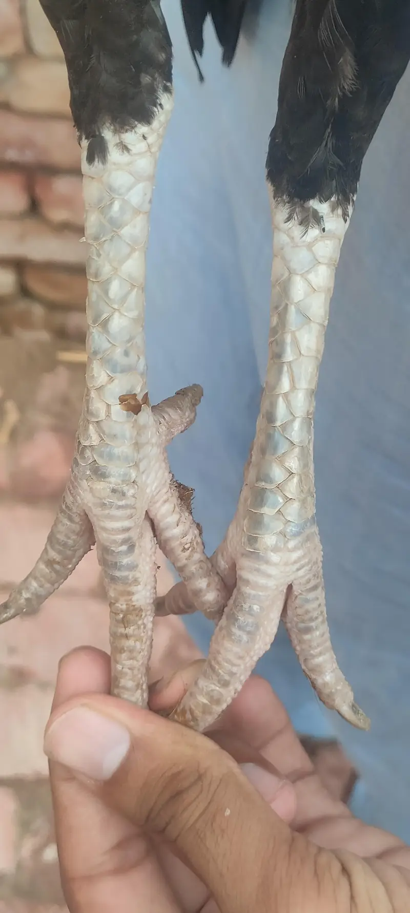 aseel hen / aseel mianwali breed / aseel madi — photo 4