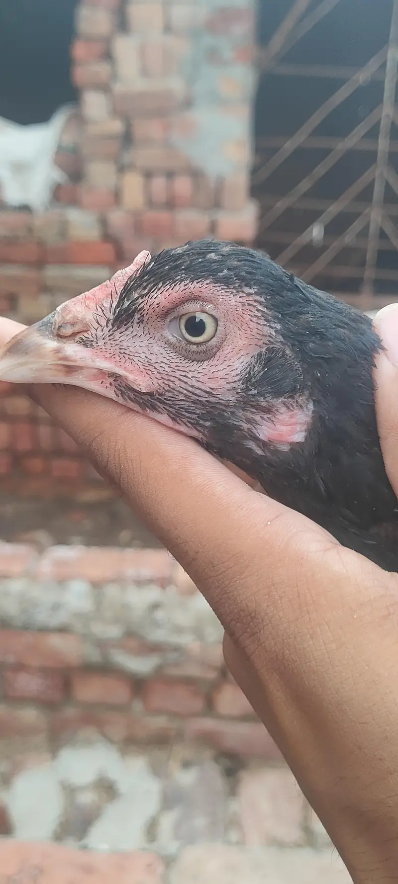 aseel hen / aseel mianwali breed / aseel madi — photo 5