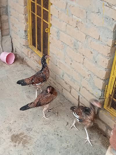 Aseel patha / aseel murgi/ aseel pathi/chicks