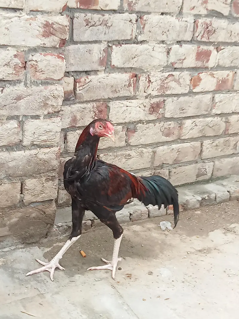 Aseel patha / aseel murgi/ aseel pathi/chicks — photo 2