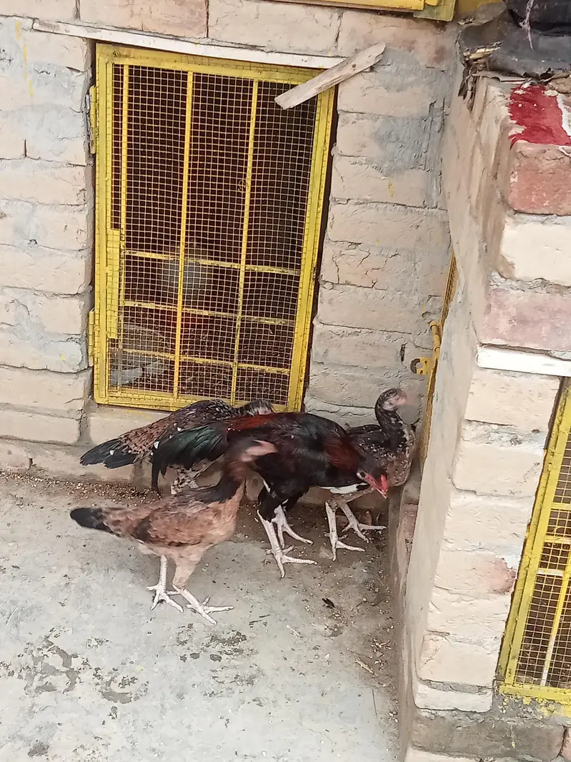 Aseel patha / aseel murgi/ aseel pathi/chicks — photo 3