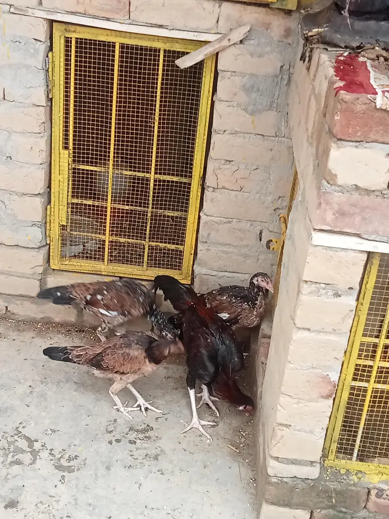 Aseel patha / aseel murgi/ aseel pathi/chicks — photo 4