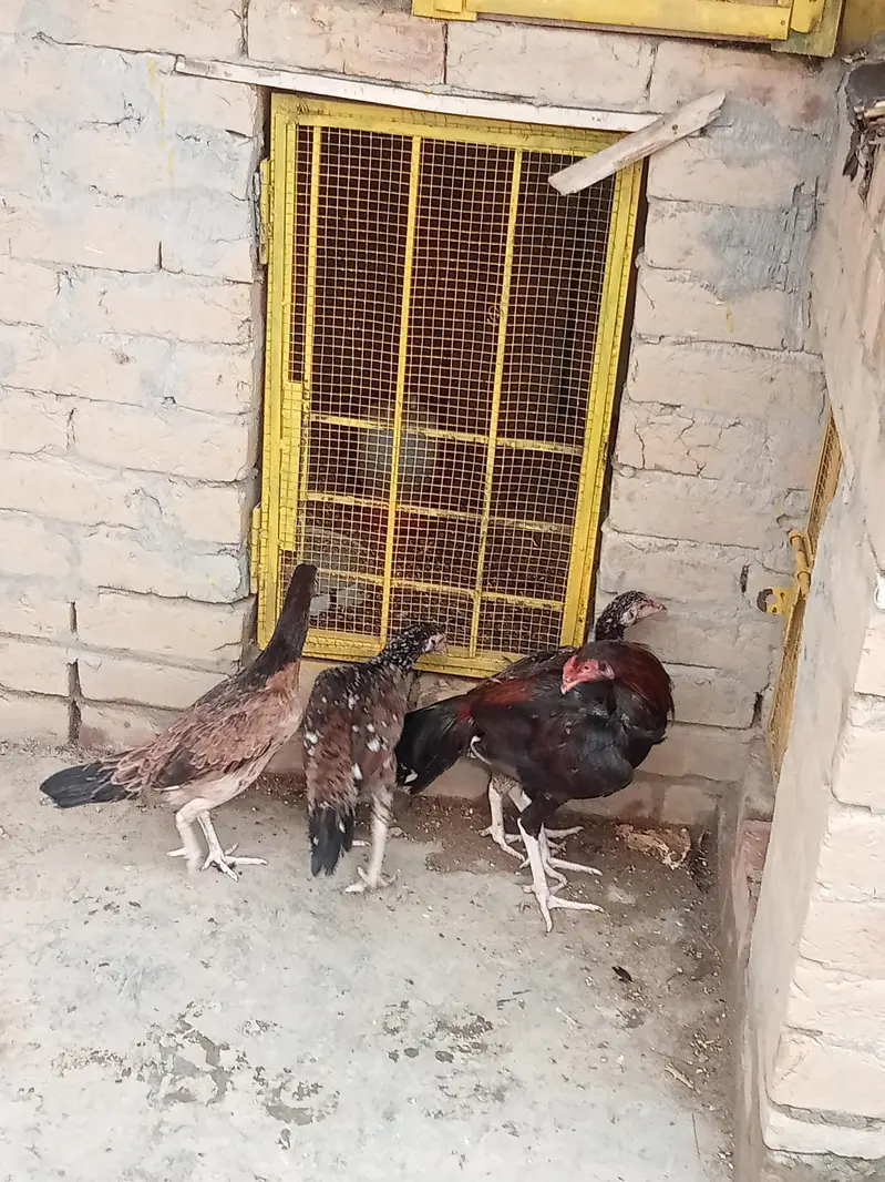 Aseel patha / aseel murgi/ aseel pathi/chicks — photo 5