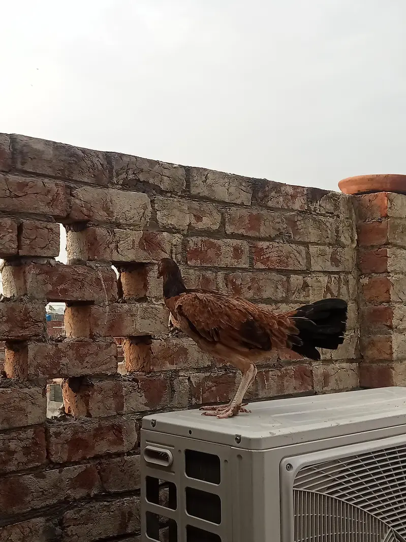 Aseel patha / aseel murgi/ aseel pathi/chicks — photo 6