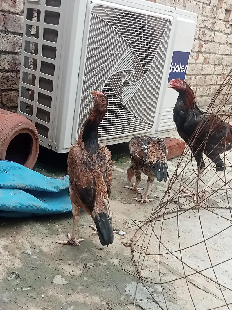 Aseel patha / aseel murgi/ aseel pathi/chicks — photo 7