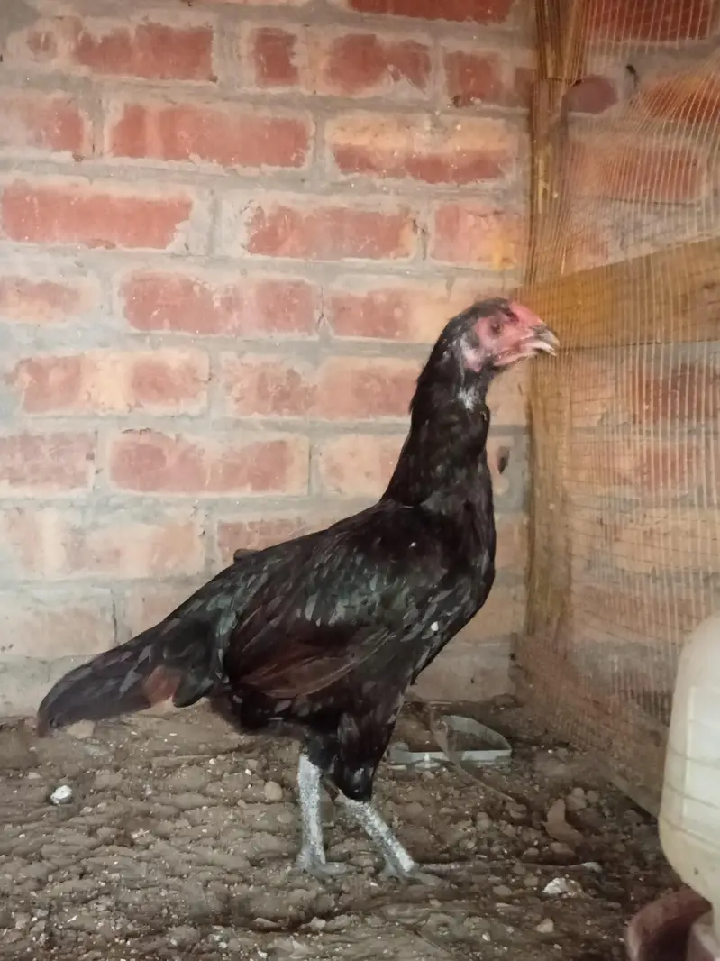 Aseel patha / aseel murgi/ aseel pathi/chicks — photo 8