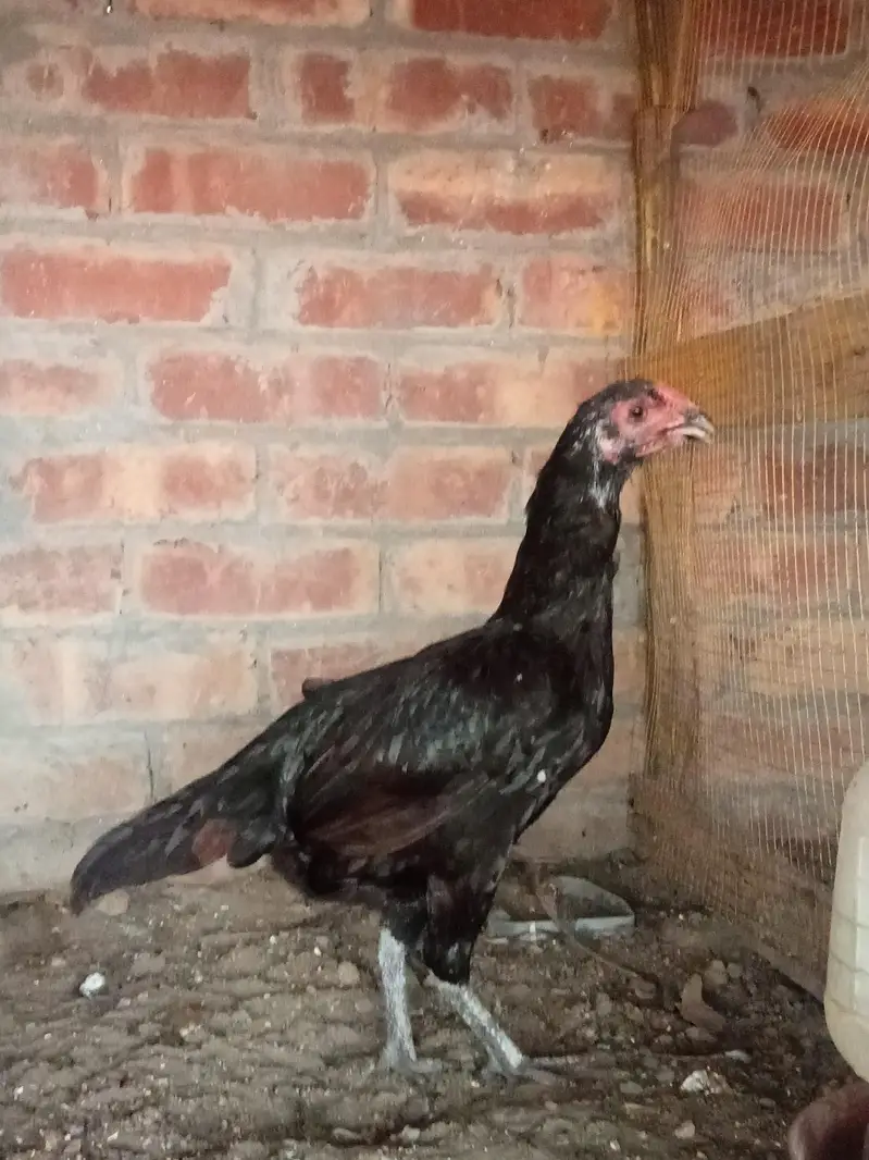 Aseel patha / aseel murgi/ aseel pathi/chicks — photo 9