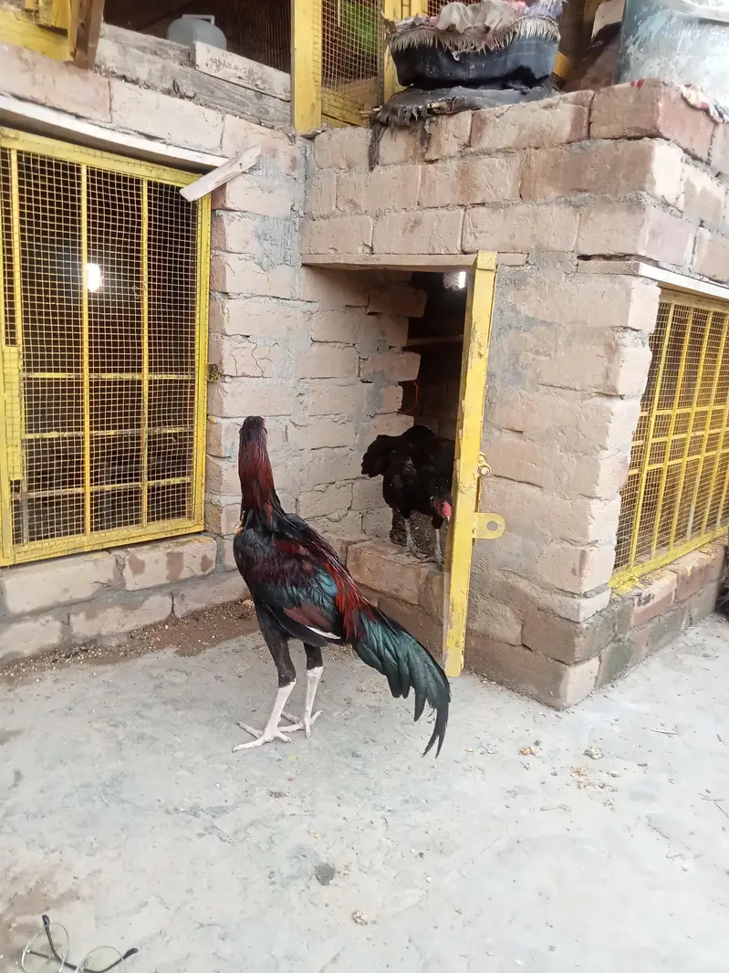 Aseel patha / aseel murgi/ aseel pathi/chicks — photo 10