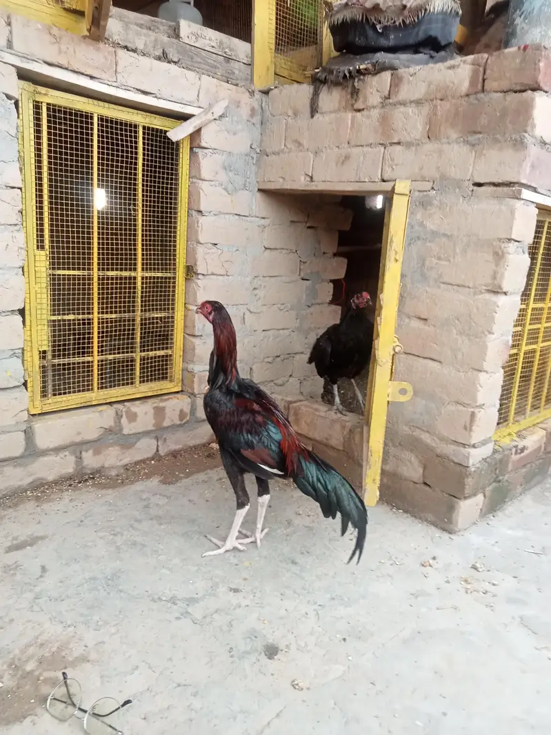 Aseel patha / aseel murgi/ aseel pathi/chicks — photo 11