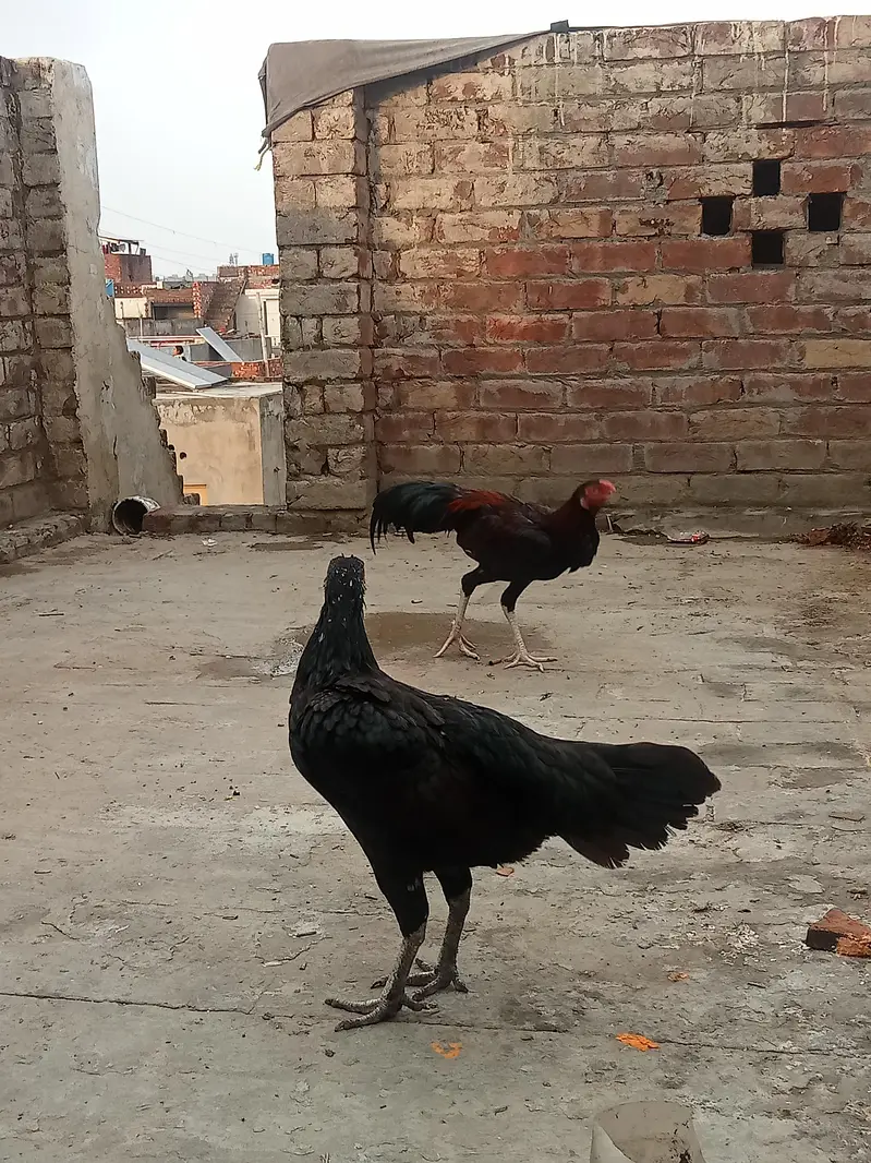 Aseel patha / aseel murgi/ aseel pathi/chicks — photo 12