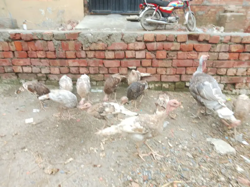 terkey birds