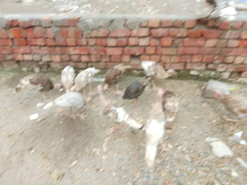 terkey birds — photo 3