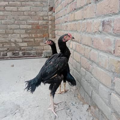 moshka aseel pair 3200 gram morha