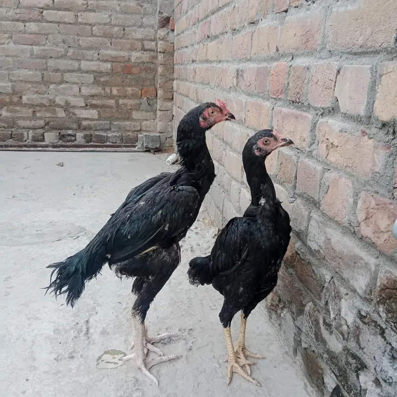 moshka aseel pair 3200 gram morha — photo 2