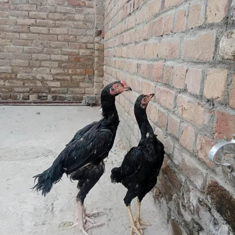 moshka aseel pair 3200 gram morha — photo 3
