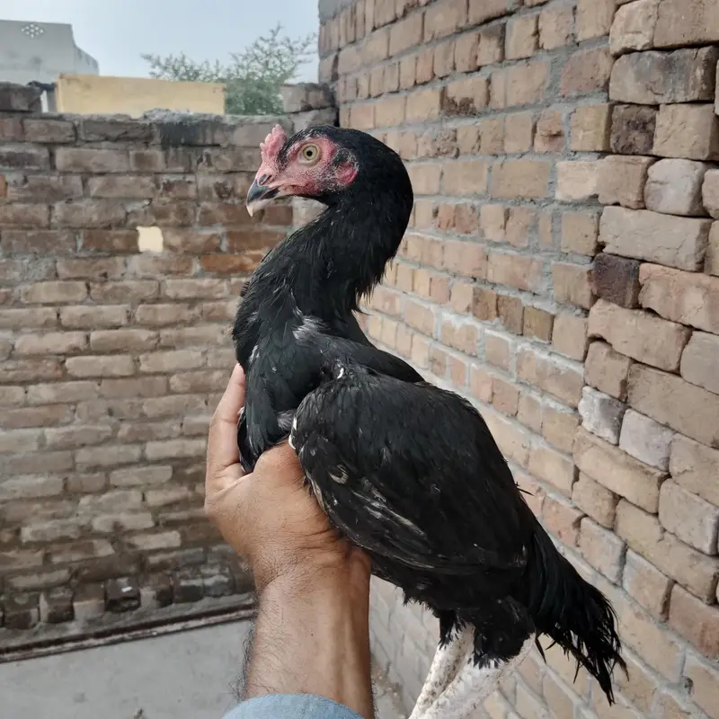 moshka aseel pair 3200 gram morha — photo 4